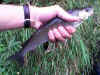 Martin_Aesche35cm_20-10-2006.jpg (62179 Byte)