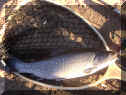 Conchoolio_Bachsaibling39cm_05-08-2007.jpg (61628 Byte)