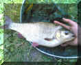 Stipper_Aland47cm_21-06-2008.jpg (88352 Byte)