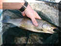 olli_bafo40cm_06-04-2009.jpg (60842 Byte)