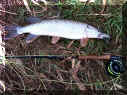 Buschburn_Hecht1_28-01-2012.jpg (74102 Byte)