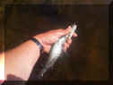 Flyman_Aesche31cm_17-05-2012.jpg (90238 Byte)