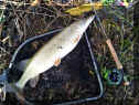 Flyman_Hecht73cm1_24-01-2012.jpg (96442 Byte)
