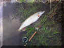 Flyman_Hecht79cm1_26-01-2012.jpg (91744 Byte)