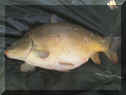 Conchoolio_SpiegelKarpfen_71cm_15-05-2013.jpg (85646 Byte)