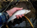 Flyman_Aesch31cm_24-02-2013.jpg (96685 Byte)