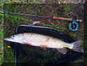 Flyman_Hecht71cm1_11-01-2013.jpg (91483 Byte)