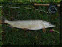 Tom_Hecht67cm_10-01-2013.jpg (93822 Byte)