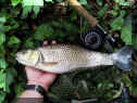 Flyman_Doebel47cm_06-05-2014.jpg (97261 Byte)