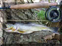 Terry_Bafo_33cm_02-04-2014.jpg (98657 Byte)