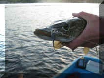 4_Mo_016.JPG (93888 Byte)