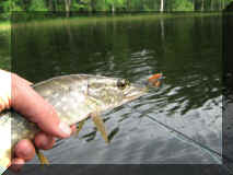 6_Mi_018.jpg (51366 Byte)