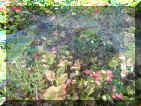 6_soendag_12.JPG (308974 Byte)