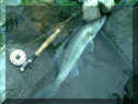 Schwarzach_Mai06_Zander1.jpg (64044 Byte)