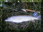 Hecht 82cm