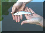 Lachs1.jpg (50905 Byte)