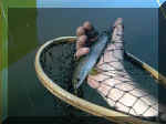 Lachs2.jpg (46276 Byte)