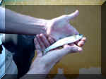 Lachs3.jpg (36320 Byte)